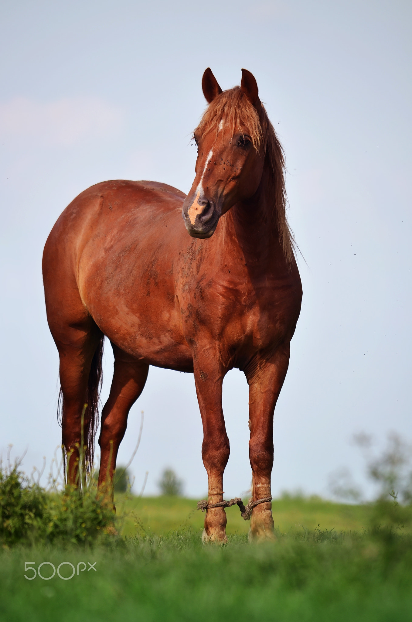 Portrait eines braunen Pferdes